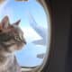Lire la suite à propos de l’article Aéronautique: Un vol de Turkish Airlines fait demi-tour à cause du chat non en cage du pax